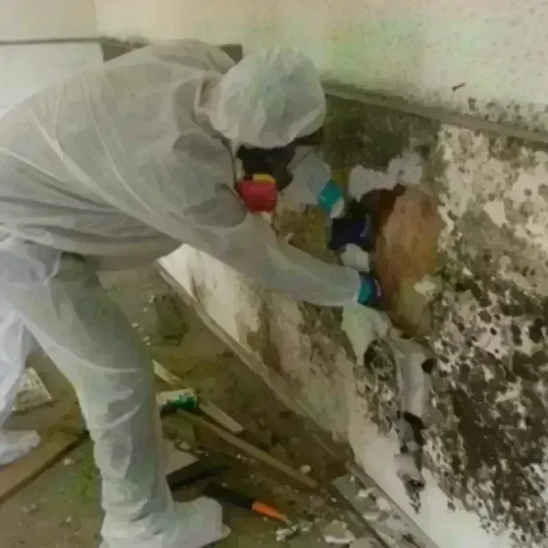 Mold Remediation and Removal in South Lancaster, MA